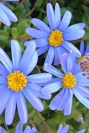 Pacific Plug And Liner Plant Details Plants Amazing Flowers Blue Daisy