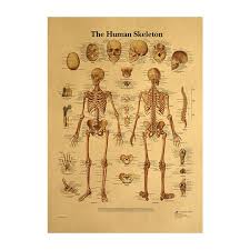 An excellent addition to anatomical models in the classroom or doctors office.available in 3 versions, Anatomy Anatomical Chart Muscular System Anatomical Poster Muscle Chart Human Skeleton Educational Human Anatomy Poster 30x42cm Painting Calligraphy Aliexpress