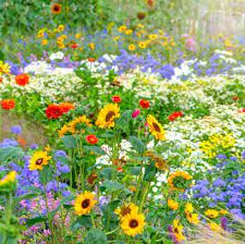 Easy to grow flowers uk. 15 Easiest Flowers To Grow Easy Flowers To Grow In Your Garden