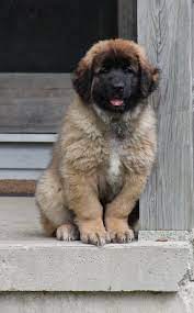 Maybe you would like to learn more about one of these? Disguise Dachshunds Leonbergers Ontario Canada Home