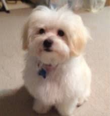 We did not find results for: Fluffy Dog Cute 3 Fluffy Dogs Dog Breeds White Fluffy Dog