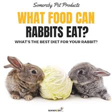 Your email address will not be published. What Can Rabbits Eat What You Should And Should Not Feed Your Rabbit