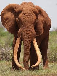 Kenya S Iconic Tusker Elephant Satao Is Killed By Poachers Elephant Bull Elephant Famous Elephants