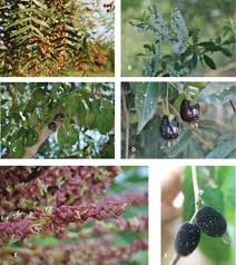 Image result for Faroa involucrata
