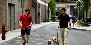 German shepherd rescue of ny, inc. Medical Students Suffer From Puppy Love What S Up At Upstate Suny Upstate Medical University