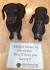 Dachshund Dogs for Adoption near Purcellville, Virginia ...