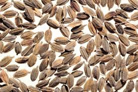 Image result for Oryza