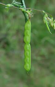 Image result for Aeschynomene minutiflora