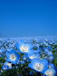 Sky Sky Blue Blue Flowers Wild Flowers Beautiful Flowers