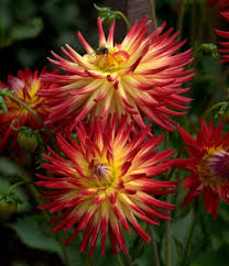 Pin On Dahlia