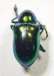 Image result for Chrysochloa hubbardiana