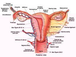 Gambarkan Organ Sistem Reproduksi Wanita Berdasarkan Fungsinya Brainly Co Id