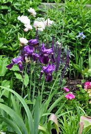Three Dogs In A Garden Two Very Grand Gardens Annuals Landscaping Purple Garden Iris Garden