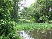 Image result for Pentanema indicum