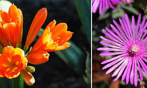 Check spelling or type a new query. Plante Grasse A Fleur La Liste Des 20 Plus Belles Pour Votre Jardin