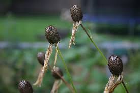 Image result for Cineraria pinnata