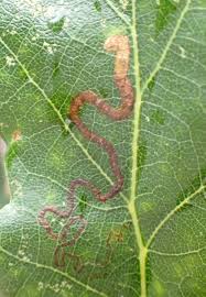 Image result for Stigmella basiguttella