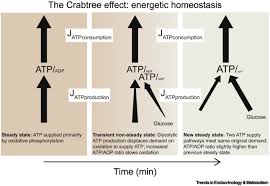 Featuring tennis live scores, results, stats, rankings, atp player and tournament information, news, video highlights & more from men's professional tennis on the atp tour. The Whys And Hows Of Calculating Total Cellular Atp Production Rate Trends In Endocrinology Metabolism