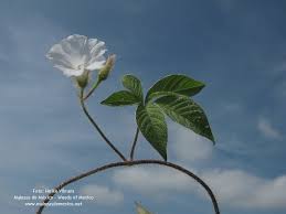 Image result for Merremia aegyptia