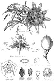 Image result for Passifloraceae