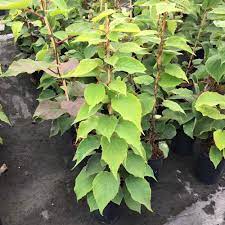 Thank you so much for the fruit trees and. Kiwi Jenny Plants For Sale Ornamental Trees Ltd