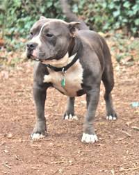The apbt has maintained a characteristic appearance and temperament for over 100 years. American Bully Breed Information History Health Pictures And More