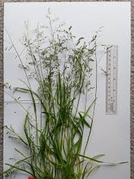 Image result for Eragrostis botryodes