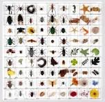 Insectos de resina - Etsy México