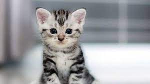 Gambar kucing untuk anak paling hist download now cara merawat anak. Cara Memandikan Anak Kucing Ikuti Tiga Langkah Mudah Ini Tribunnews Com Mobile