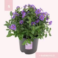 Image result for Lycianthes rantonnetii