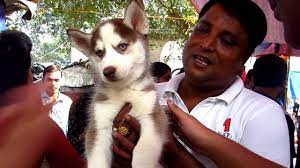 Big bright prospect park 2br asks $2,295. Dog Puppy Price At Galiff Street Pet Market Kolkata India 24th November 2019 Visit With Seller No Youtube