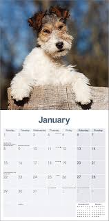 Image result for foxterier drsnosrstý