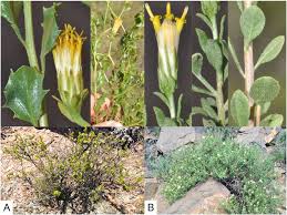 Image result for Pegolettia senegalensis