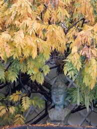 Herbst Bei Simoncards Simongarden Pflanzen Garten Herbst