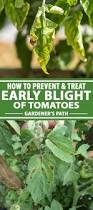 Image result for tomato seedling early blight