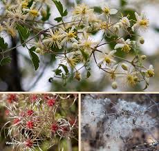 Image result for Clematis brachiata