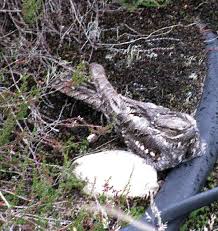 Sind höhere #temperaturen und geringere #niederschläge nur eine rückkehr zu nicht lange vergangenen zeiten? Wahner Heide Vogel In Der Wahner Heide