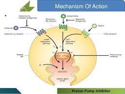 Proton Pump Inhibitors Google Search Protons Wallpapers Vintage Chart