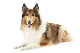 The maltese are known as small white dogs. 10 Fluffy Dog Breeds Fuzzy Long Coated Canines Worth Cuddling