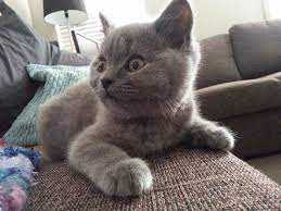 Zeus British Shorthair Kitten 14 Weeks Old Absolutely Adorable British Blue Cat Fluffy Animals Blue Cats