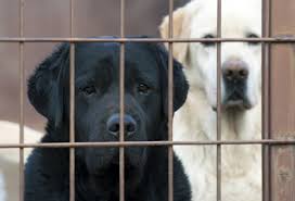 Each day begins the same for you and your puppy. Rehoming A Rescue Dog An All Encompassing Guide Vetsure