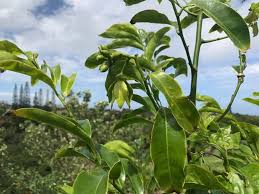 Image result for Artabotrys modestus