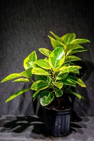 Image result for Ficus conraui