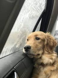 Pup is vet checked, started on vacations and dewormed, comes with a blanket, and small bag of food. Pacific Northwest Golden Retrievers Facebook