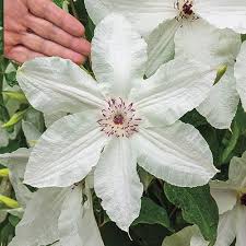 Some Of The Biggest Clematis Blooms We Ve Ever Seen Open All The Way To The Ground Blooms In Early Summer Wit Spring Hill Nursery Clematis Variegated Liriope
