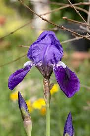 Image result for Iridaceae