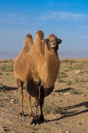 From Zhangye To The Badain Jaran Desert Inner Mongolia Wild Animals Pictures Big Animals Animal Planet