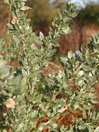Image result for Atriplex halimus