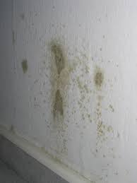 Schimmel in der wohnung führt zu hässlichen flecken an wänden und möbeln und schadet der gesundheit. Ursachen Von Schimmel Schimmelpilzen An Der Wand 21 Grad