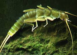 Image result for Nicolasia stenoptera